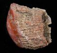 Pennsylvanian Aged Red Agatized Horn Coral - Utah #15258-1